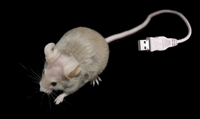 <p>Was Maus und Stuhl gemeinsam haben</p>